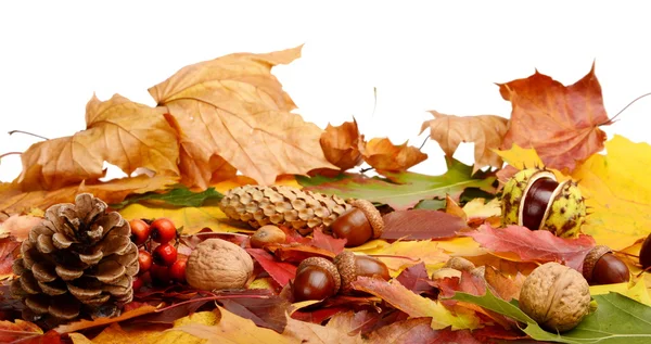 Group many forest fruits on autumn leaves in line — Stock Photo, Image