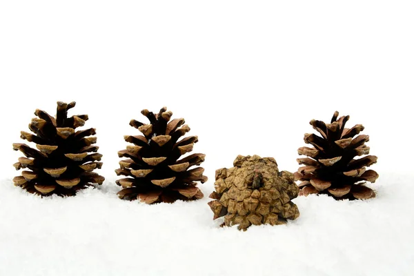 Cono de pino de Navidad en la nieve se destaca entre la multitud en línea — Foto de Stock