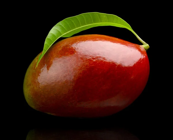 Studio shot of one whole mango with leaf isolated — Stock Photo, Image