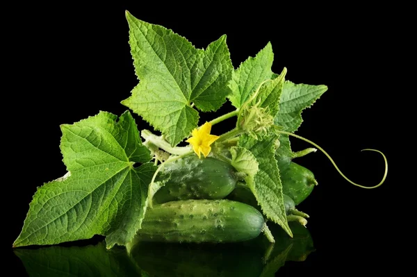 몇 가지 신선한 원시 gherkins 꽃 블랙에 격리와 — 스톡 사진