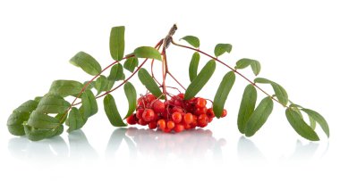 Kül-berry beyaz arka plan üzerinde izole yaprakları ile