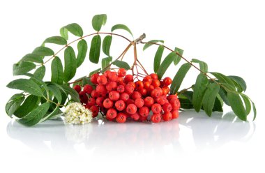  Kırmızı kül-Dut çiçeği beyaz arka plan üzerinde izole ile