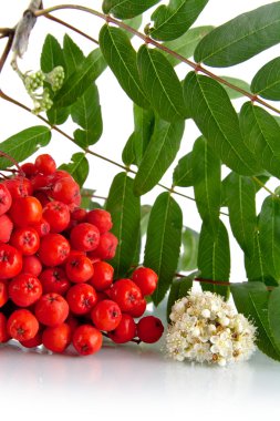 Beyaz üzerine kırmızı üvez kırpılmış stüdyo çekim