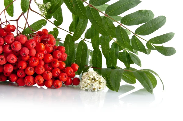 Beyaz üzerine kırmızı rowanberry kırpılmış stüdyo çekim