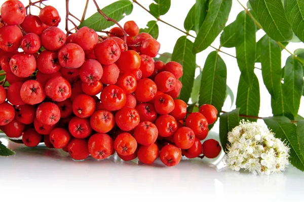 Estúdio cortado tiro de cinza-berry vermelho em branco — Fotografia de Stock