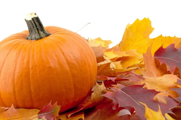 Decoration of pumpkin with autumn leaves for thanksgiving day on white — Stock Photo, Image