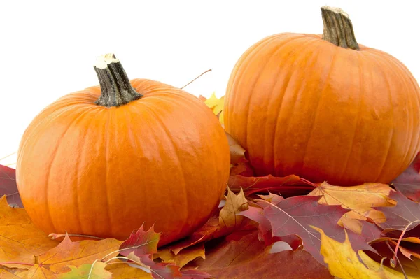 Dekoration von Kürbissen mit Herbstblättern zum Erntedankfest auf weiß — Stockfoto