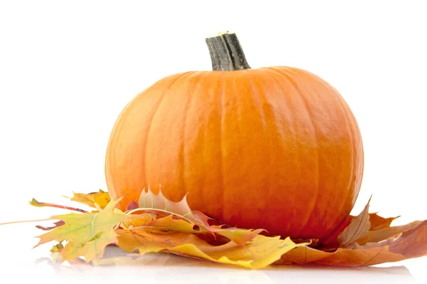 Decoración de calabaza con hojas de otoño para el día de acción de gracias en blanco —  Fotos de Stock