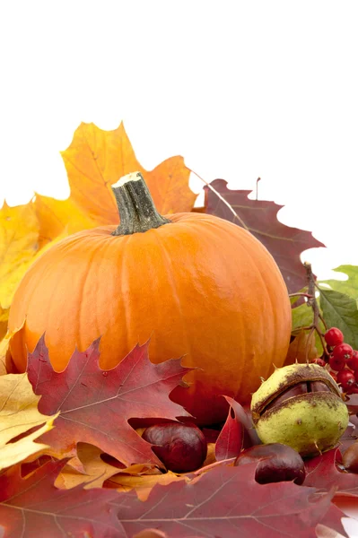 Decoration of pumpkin with autumn leaves for thanksgiving day on white — Stock Photo, Image
