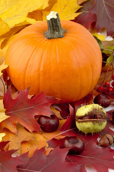 Decoração de abóbora com folhas de outono para o dia de ação de graças — Fotografia de Stock