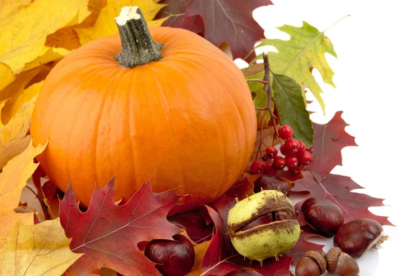 Left side shot of pumpkin with autumn leaves for thanksgiving day on white — Stock Photo, Image