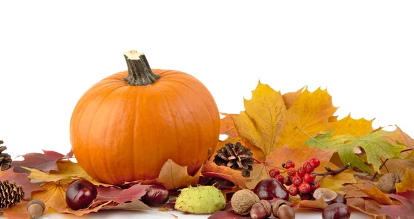Pumpkin with autumn leaves for thanksgiving day on white background — Stock Photo, Image