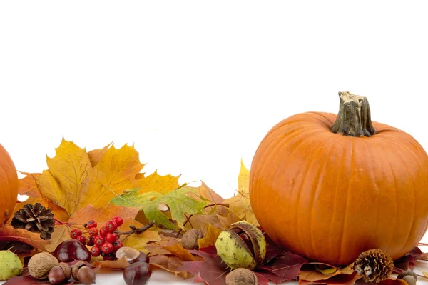 Calabaza con hojas de otoño para el día de acción de gracias sobre fondo blanco —  Fotos de Stock
