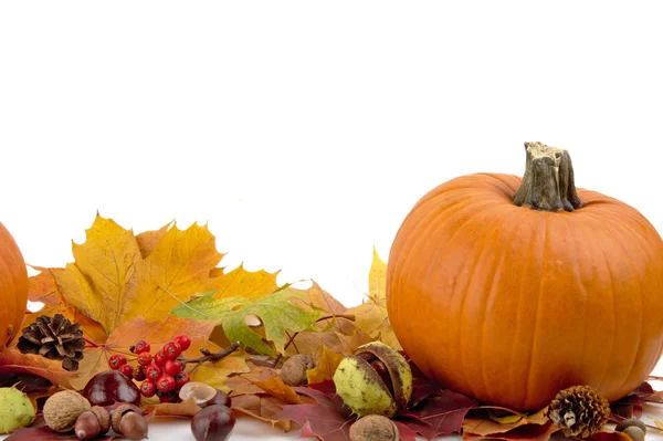 Pompoen met herfst bladeren voor thanksgiving day op witte achtergrond — Stockfoto