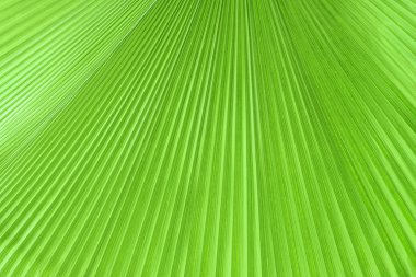 doku palmiye yaprağı