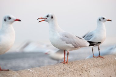 Beton - yumuşak odak üzerinde martı duran beyaz