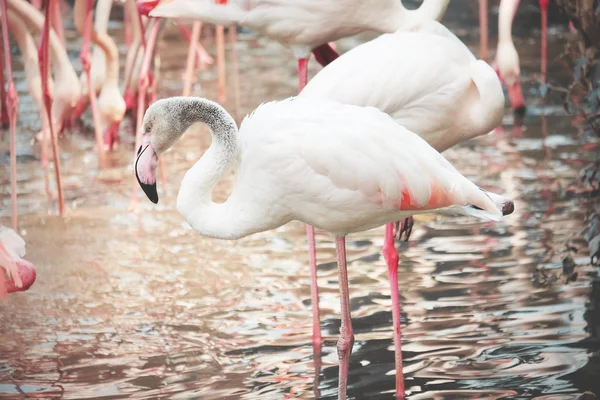 Belos flamingos rosa na natureza — Fotografia de Stock