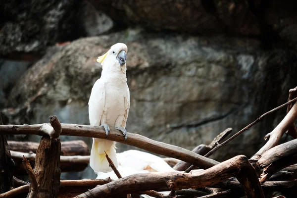 Sárga tarajos kakadu-on sügér - lágy fókusz — Stock Fotó