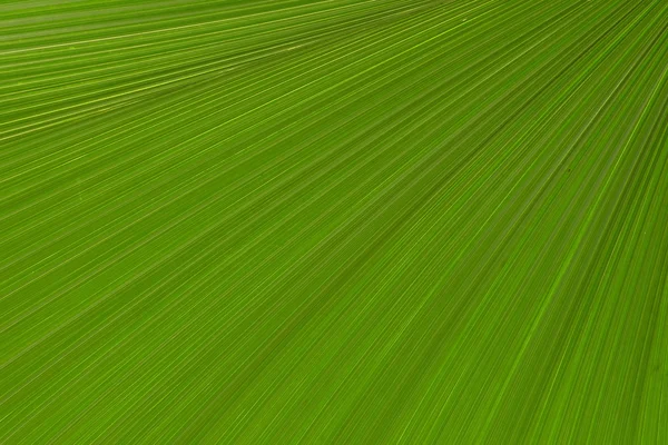 Texture of palm leaf in green — Stock Photo, Image