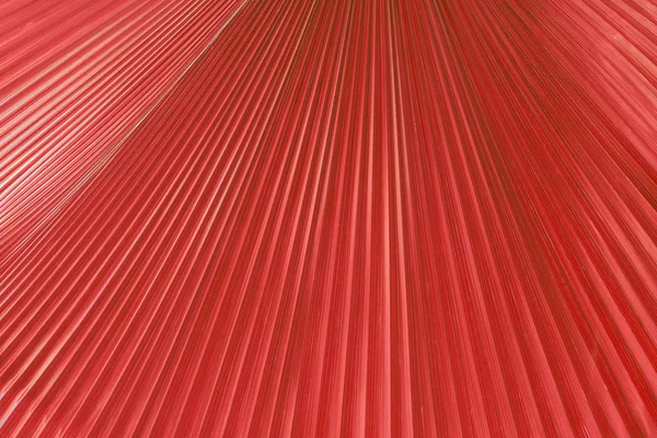 Textura de la hoja de palma en rojo — Foto de Stock