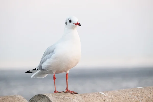 White seagull standing on the concrete - Soft Focus — Stock Photo, Image