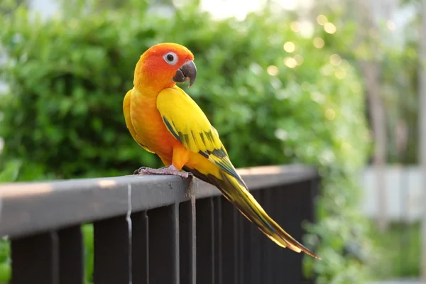 Adorável Sun Conure papagaio no ramo - Foco suave — Fotografia de Stock