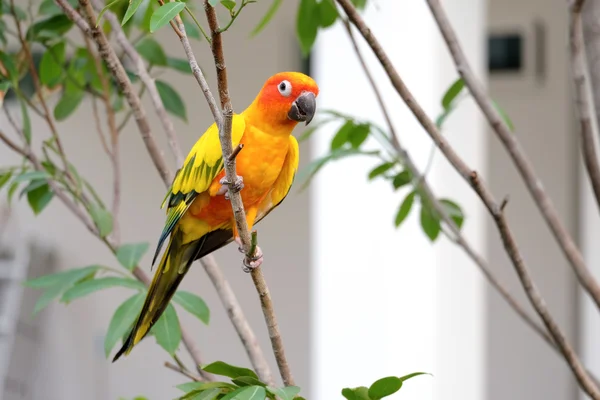 Bel sole Conure pappagallo sul ramo - soft focus — Foto Stock