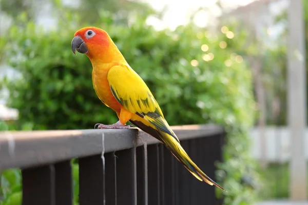 Adorável Sun Conure papagaio no ramo - Foco suave — Fotografia de Stock