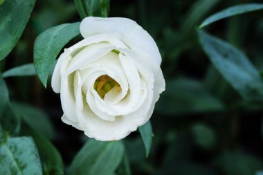 Güzel saf beyaz lisianthus çiçek bahçe - beyaz gül - yumuşak odak