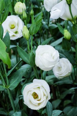 Güzel saf beyaz lisianthus çiçek bahçe - beyaz gül - yumuşak odak