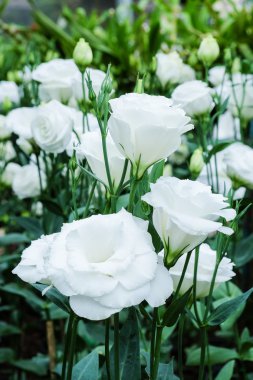 Güzel saf beyaz lisianthus çiçek bahçe - beyaz gül - yumuşak odak