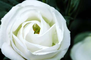 Güzel saf beyaz lisianthus çiçek bahçe - beyaz gül - yumuşak odak