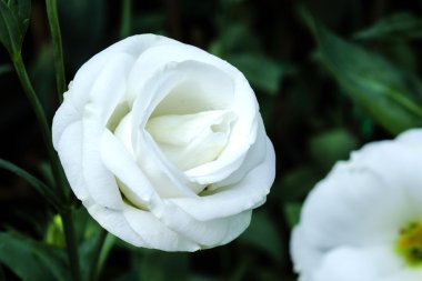 Güzel saf beyaz lisianthus çiçek bahçe - beyaz gül - yumuşak odak