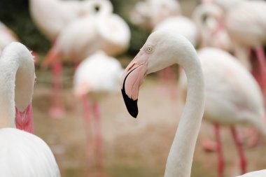 Güzel pembe büyük kuş büyük Flamingo - yumuşak odak