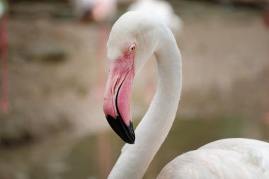 Güzel pembe büyük kuş büyük Flamingo - yumuşak odak