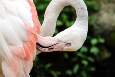 Güzel pembe büyük kuş büyük Flamingo - yumuşak odak