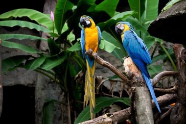 Mavi-sarı ara (Ara ararauna), Amerika papağanı papağan