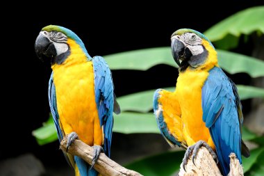 Mavi-sarı ara (Ara ararauna), Amerika papağanı papağan