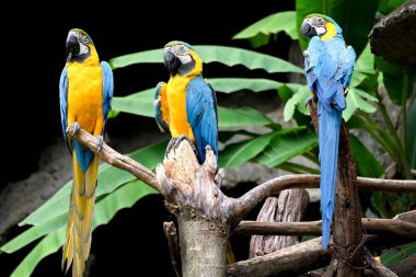 Mavi-sarı ara (Ara ararauna), Amerika papağanı papağan