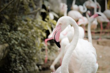 Güzel pembe büyük kuş büyük Flamingo - yumuşak odak
