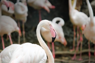 Güzel pembe büyük kuş büyük Flamingo - yumuşak odak