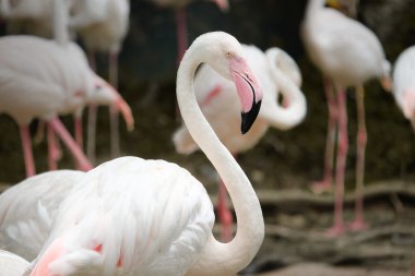 Güzel pembe büyük kuş büyük Flamingo - yumuşak odak