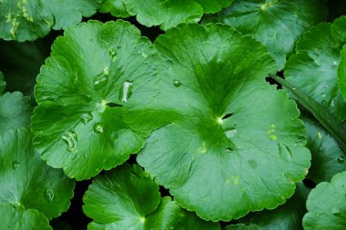 Lotus yağmur - yumuşak Socus sonra güzel yemyeşil yeşil yaprakları