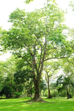 Yemyeşil yeşil ağaçlar park ve yağmur sonra güneş ışığı