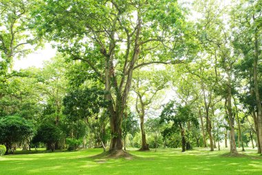 Yemyeşil yeşil ağaçlar park ve yağmur sonra güneş ışığı
