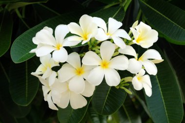 Frangipani çiçek - yumuşak odak beyaz