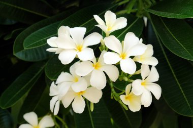 Frangipani çiçek - yumuşak odak beyaz
