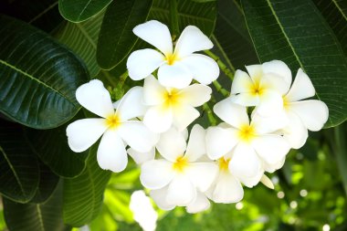 Frangipani çiçek - yumuşak odak beyaz