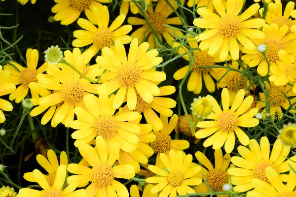 Gul liten blomma i trädgården - mjukt fokus — Stockfoto
