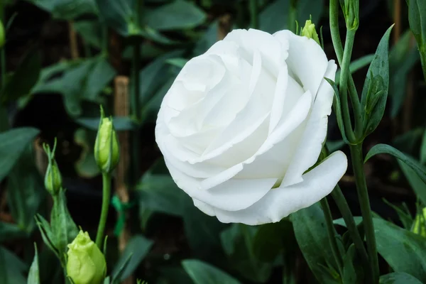 Beautiful pure white lisianthus flower in the garden - White Rose - Soft focus